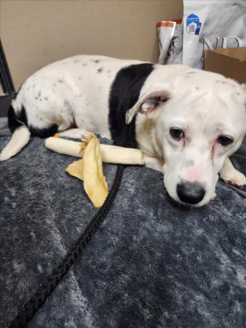 XENA, an adoptable Labrador Retriever in Mobile, AL