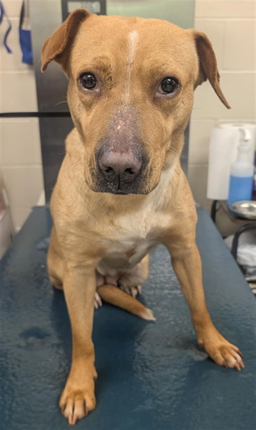 XARA, an adoptable Labrador Retriever in Mobile, AL