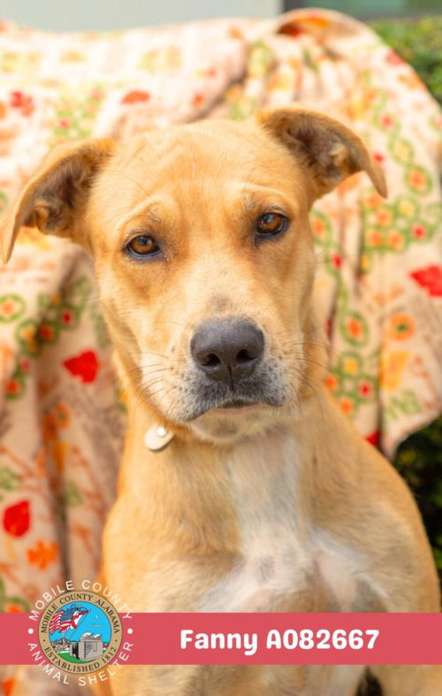 FANNY, an adoptable Labrador Retriever in Mobile, AL