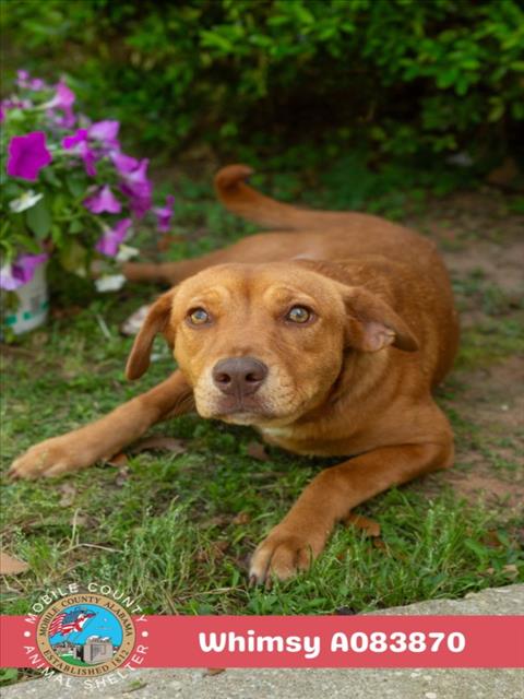 WHIMSY, an adoptable Vizsla in Mobile, AL