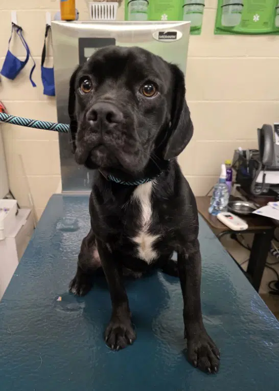 Smokey - Boxer