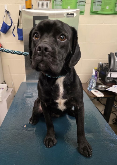 SMOKEY, a dog for adoption from Mobile County Animal Shelter