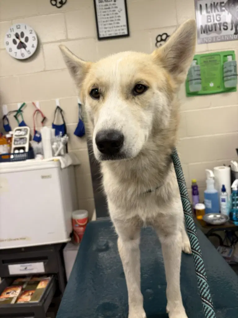 Tundra - Husky