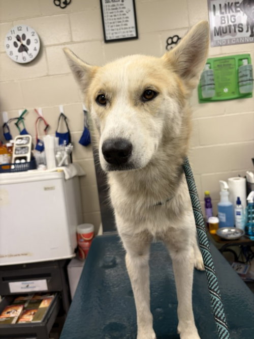 TUNDRA, a dog for adoption from Mobile County Animal Shelter