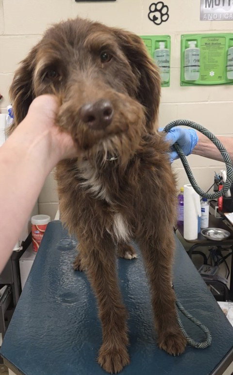 Mixon, Wire-haired Pointing Griffon