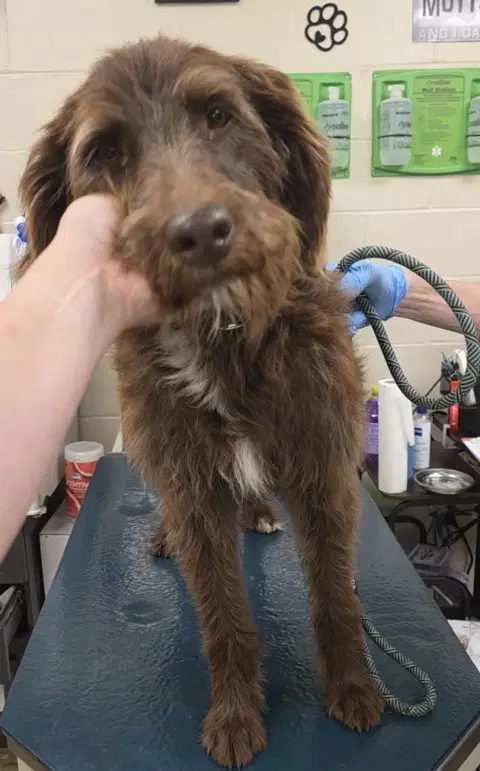 Mixon - Wire-haired Pointing Griffon