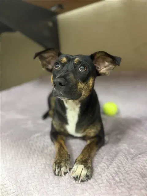 Bessie - Chihuahua