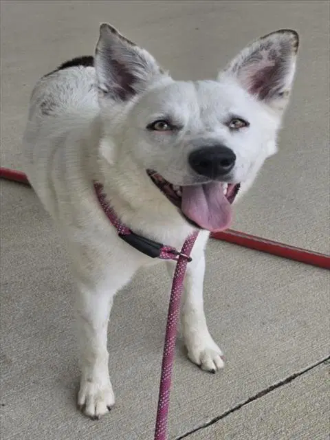 Rocco - Australian Cattle Dog/Blue Heeler