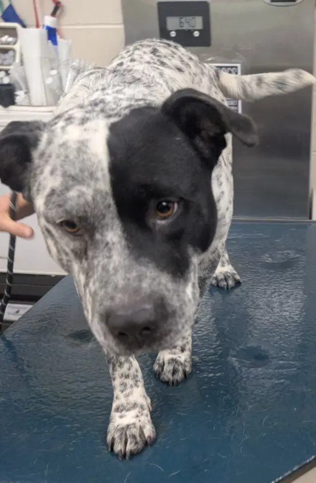 Mozart - Australian Cattle Dog/Blue Heeler