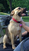 Bruno