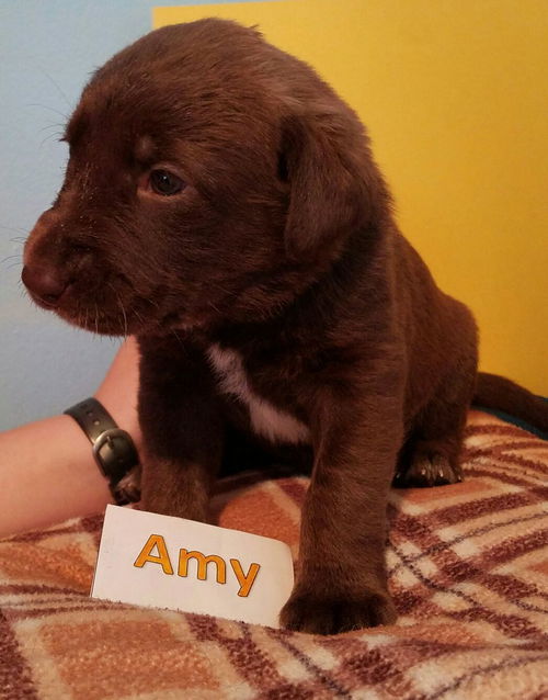 PUPPY Amy