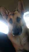 Benji
