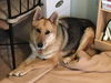 Leah (adoption pending)