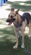 Auggie (a11-17, sis Aggie)