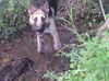Auggie (a11-17, sis Aggie)