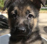 Bronx (Liesel puppy)