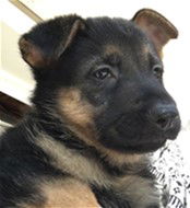 Brooklyn (Liesel puppy)