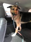 Rosco
