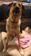 Rosco