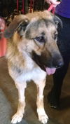 Rosco