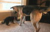 Rosco