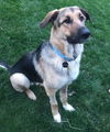 Rosco