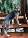 Reva