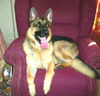 ADOPTED! Panzer