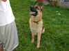ADOPTED! Panzer