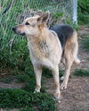 Zorro