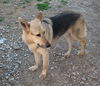 Zorro