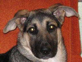 Shadow (in 7-09)