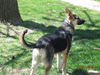 Shadow (in 7-09)