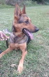Brisa