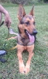 Brisa