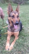 Brisa