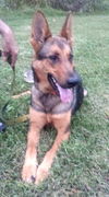 Brisa