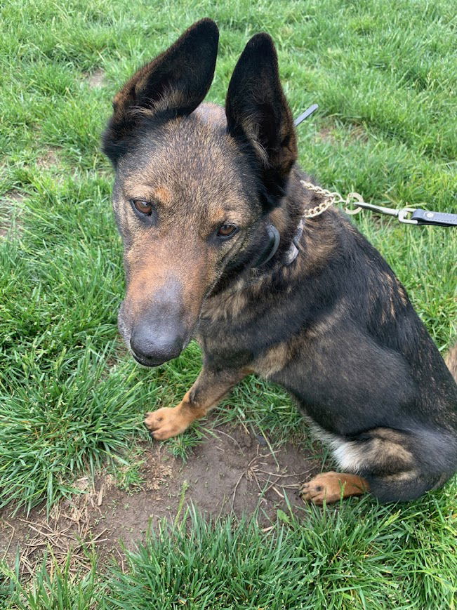 adoptable Dog in North KC, MO named Sherlock