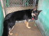Rocko