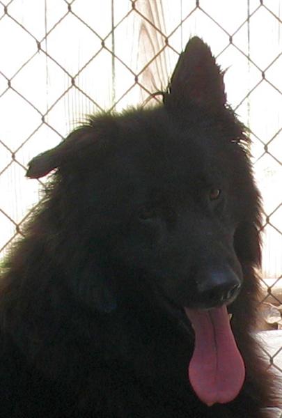 Wolf