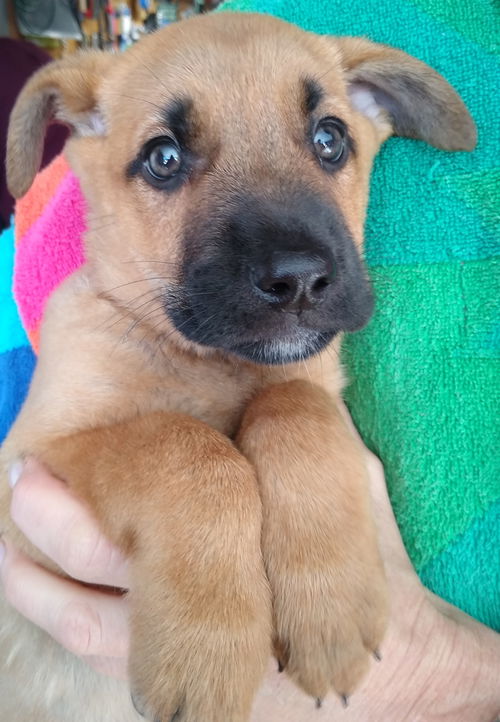 Skye (A) Cara (M) (A 02.2021)