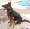 Ryder