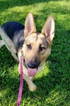 Sheba