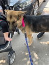 Sophie (a 09.2021)