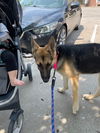 Sophie (a 09.2021)