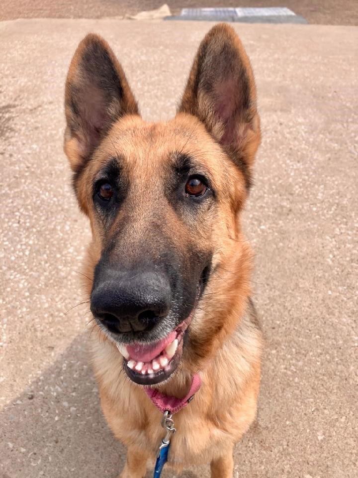 adoptable Dog in North KC, MO named Hailey