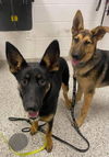 Remy (bonded pair w/Avery)