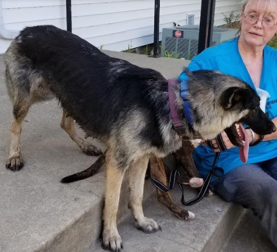 adoptable Dog in North KC, MO named Katy
