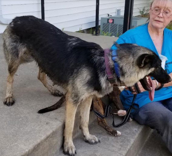 adoptable Dog in North KC, MO named Katy