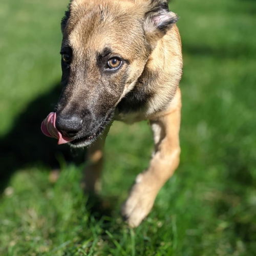 Rufus